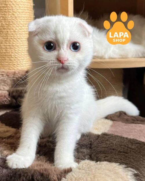 блакитноока висловуха кішка