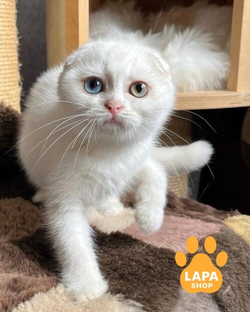 висловуха кішка з різнокольоровими очима