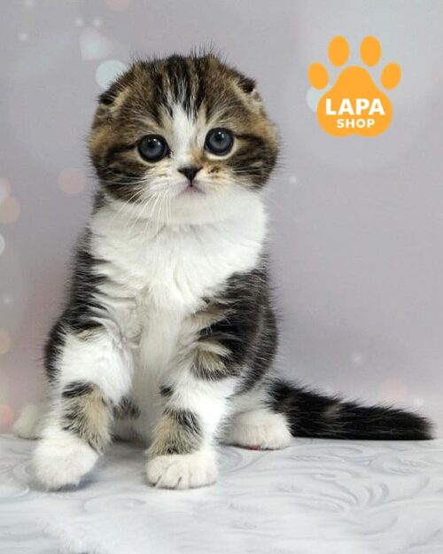 мармурово-білий скотіш-фолд