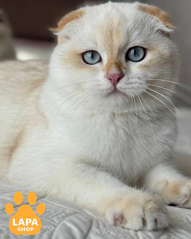 пойнтовий скотіш-фолд