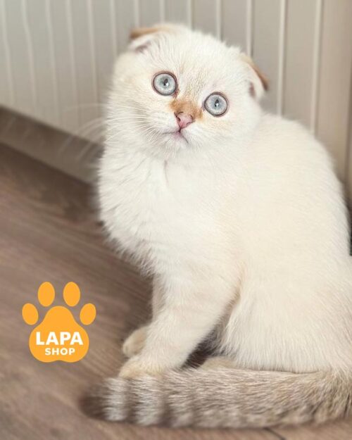 колор-пойнтовий скотіш-фолд