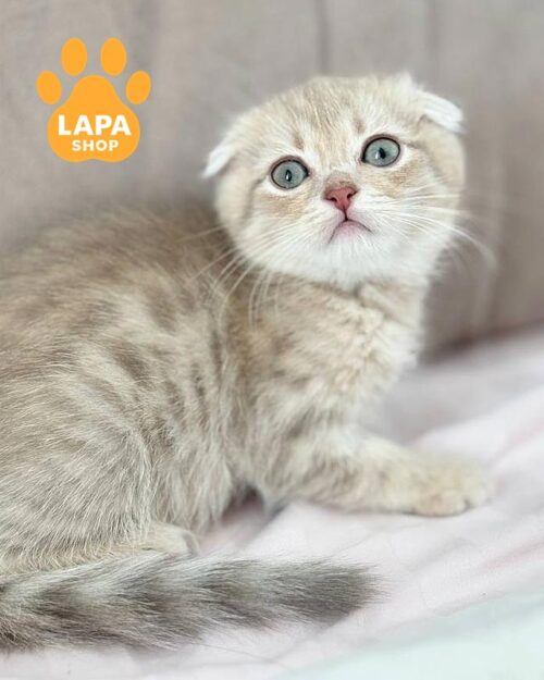 плямистий скотіш-фолд