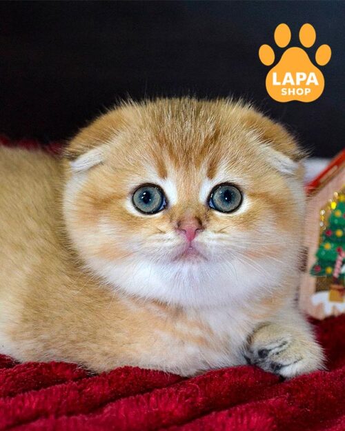 золота висловуха кішка