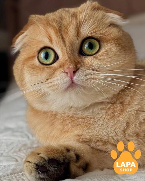 золота кішка скотіш-фолд