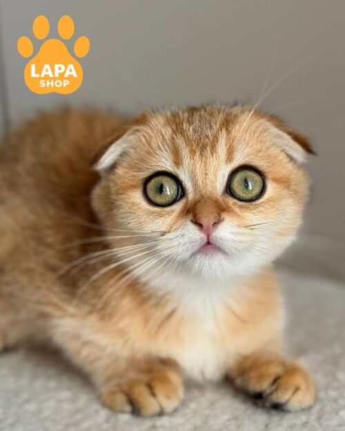 золотая кошка скоттиш-фолд