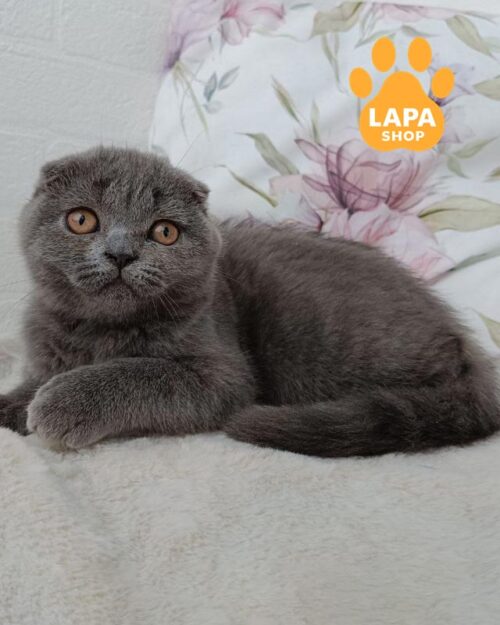 блакитна кішка скотіш-фолд