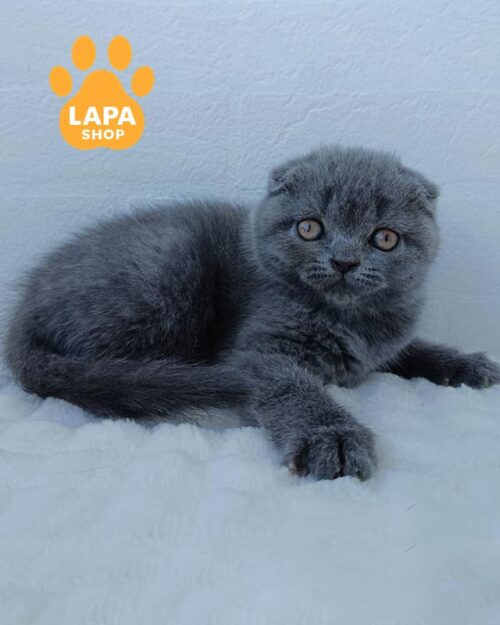 блакитна кішка скотіш-фолд