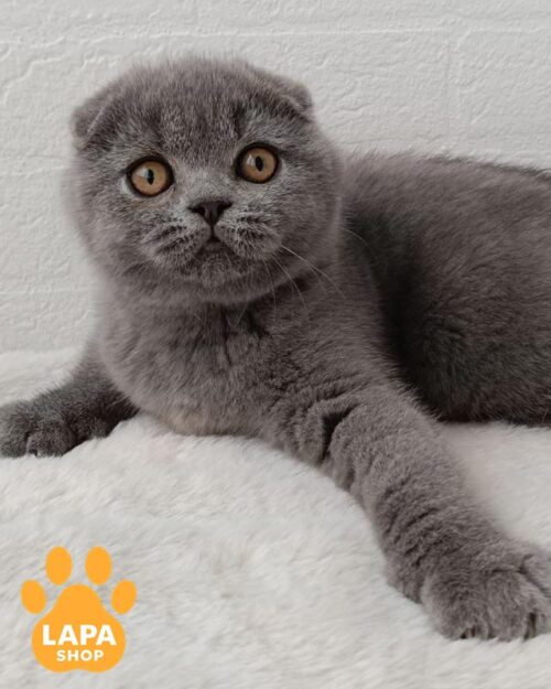 блакитна кішка скотіш-фолд