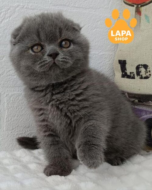 блакитна кішка скотіш-фолд