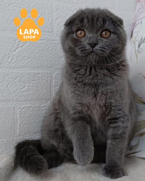 блакитна кішка скотіш-фолд