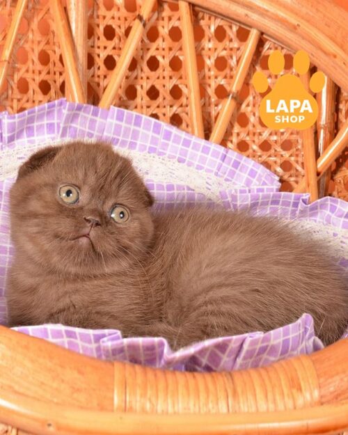 шоколадний скотіш-фолд