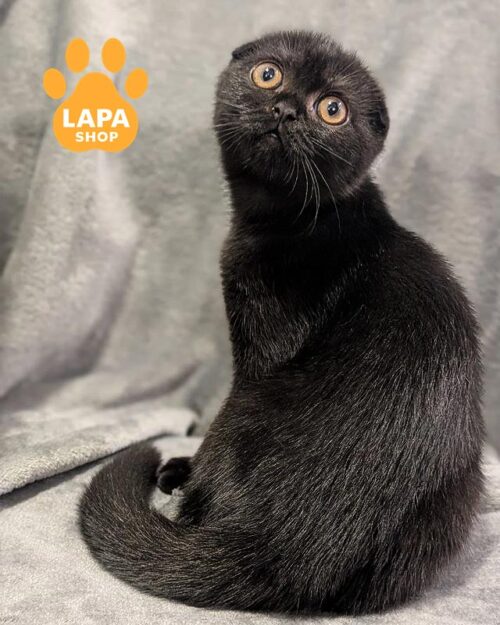 чорна кішка скотіш-фолд