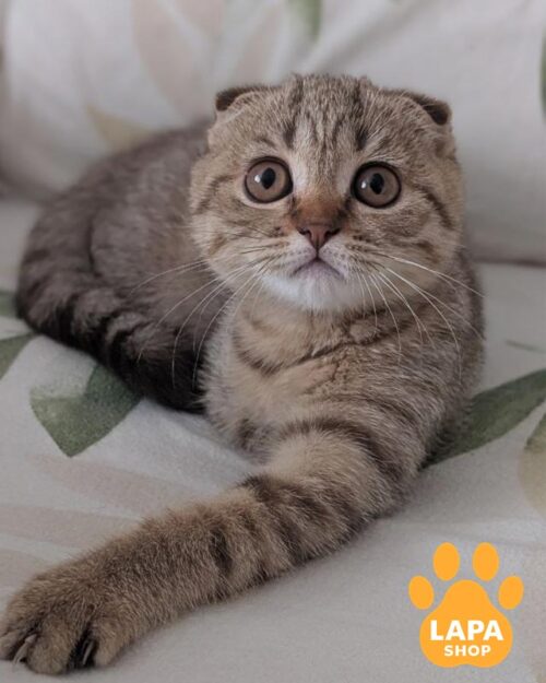 плямиста кішка скотіш-фолд