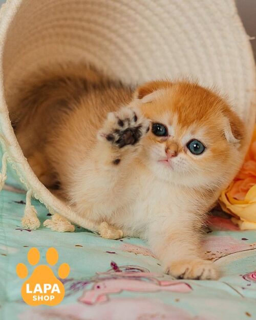 золота висловуха кішка