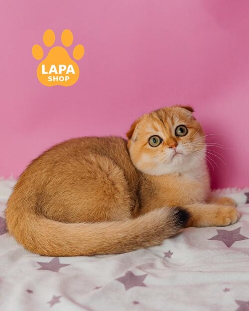 золота шотландка