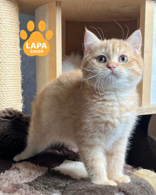 рыжий скоттиш-страйт