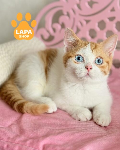 блакитноокий шотландець