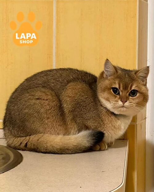 золота шотландка