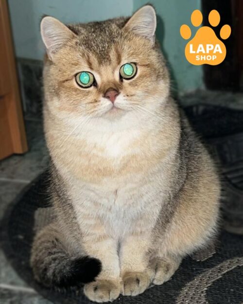 золотий шотландець