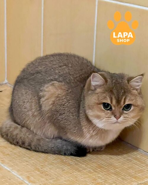 золота шотландка