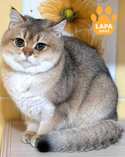 золота шотландка