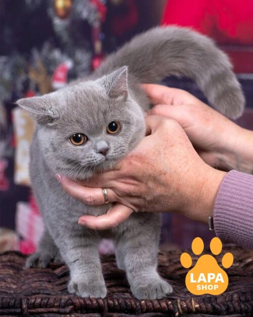 лілова шотландська кішка