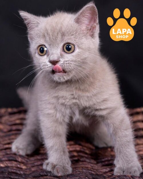 лілова шотландська кішка