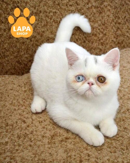 різноока шотландська кішка