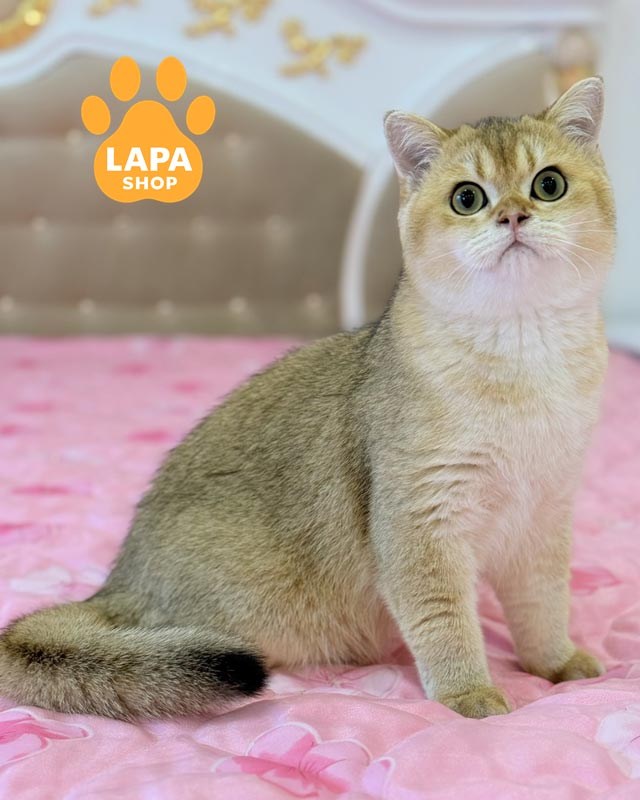 золотий шотландець