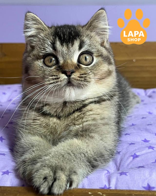 тикований шотландець