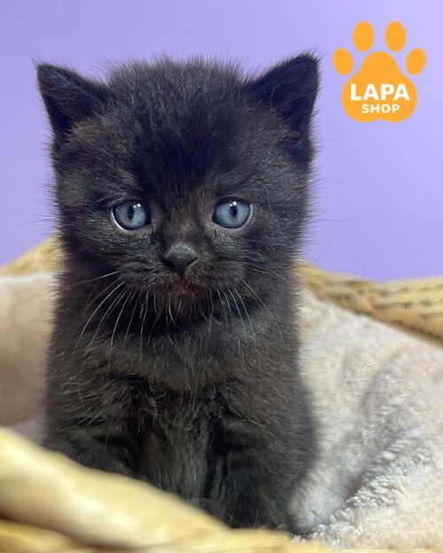 черный шотландец