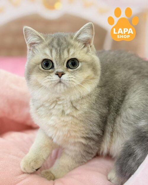 блакитно-золотий шотландець