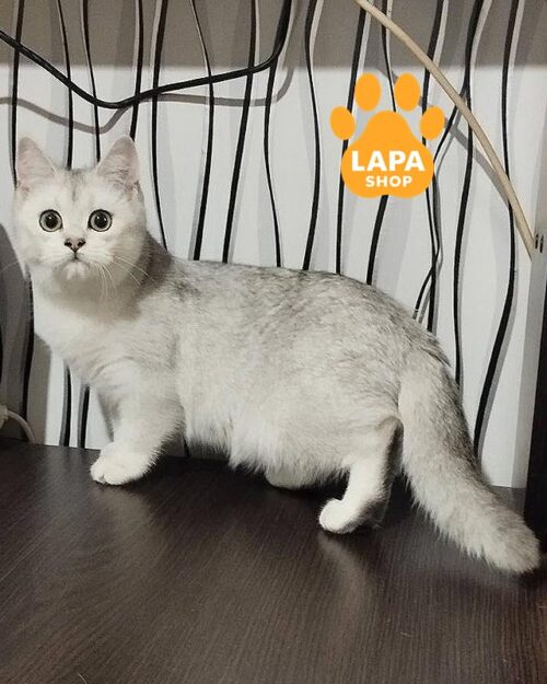 срібляста шотландська кішка