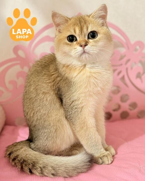 золотой шотландец