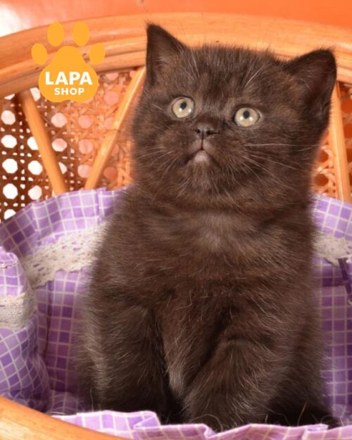 чорна шотландська кішка