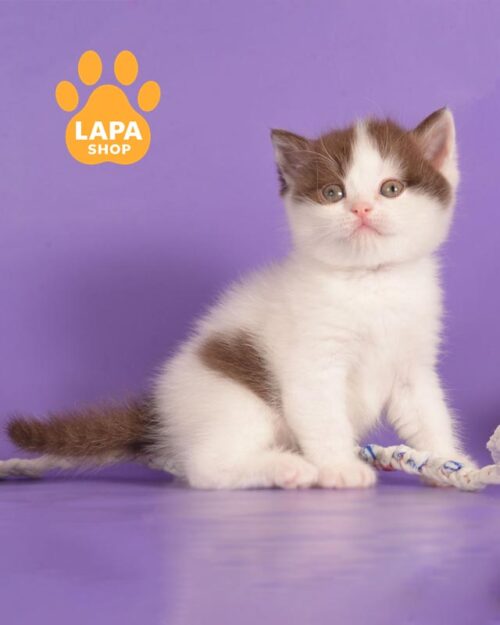 цинамон-белый скоттиш