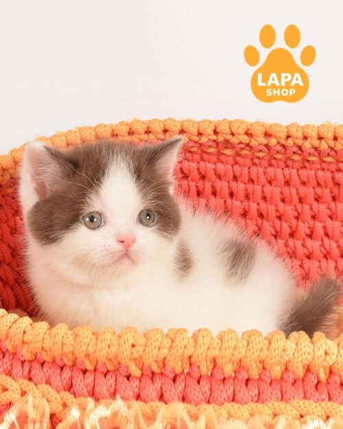 цинамон-белый скоттиш