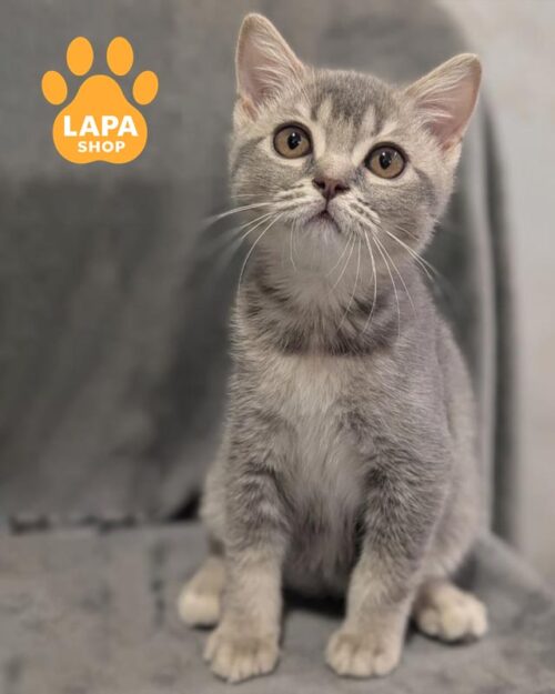 блакитна шотландка