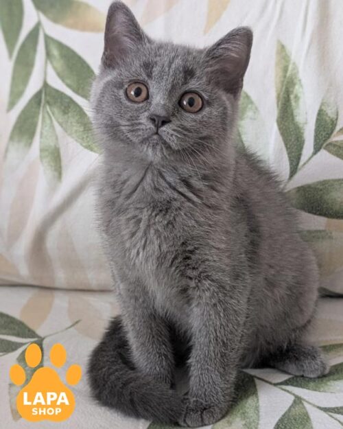 блакитна шотландська кішка