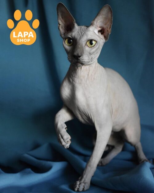 blue Canadian Sphynx