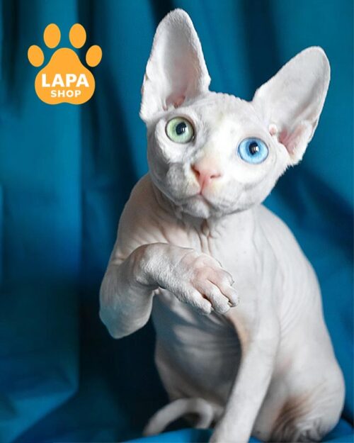 Canadian Sphynx with multi-colored eyes