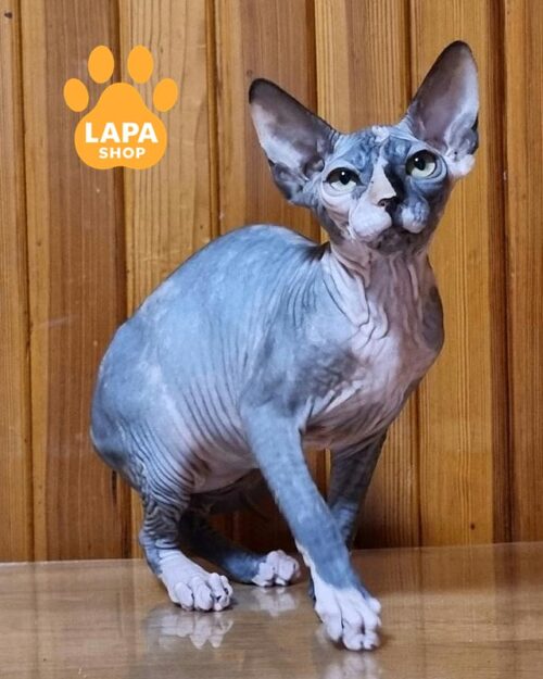 черепахово-біла кішка канадський сфінкс