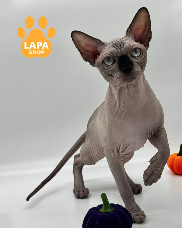 канадський сфінкс