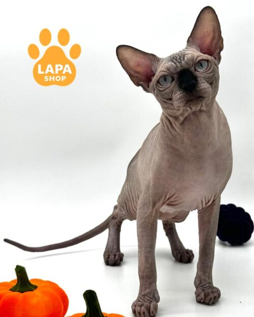 канадский сфинкс