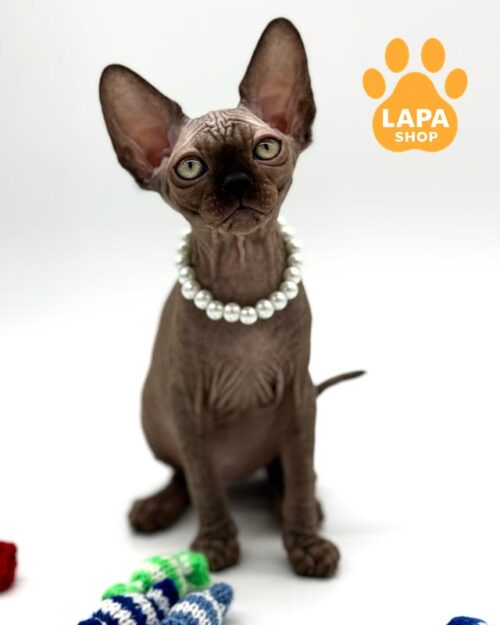 кошка канадский сфинкс