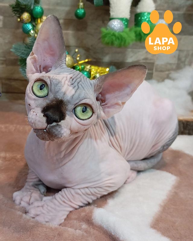 канадський сфінкс