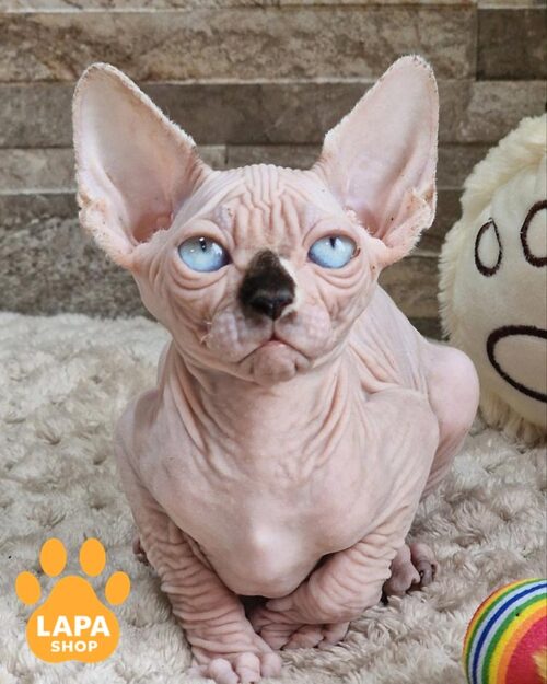 голубоглазый канадский сфинкс