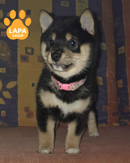 чорний шиба-іну