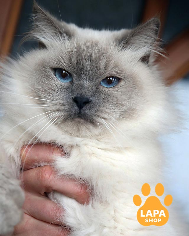 невская маскарадная кошка