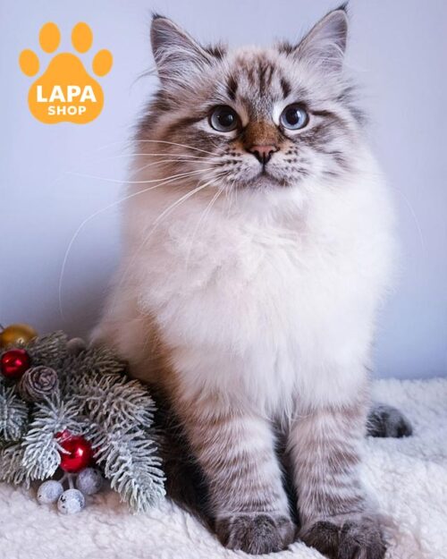 сибірська кішка